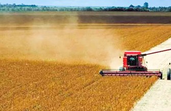 Área Plantada Com Soja No Brasil É Maior Que A Itália