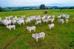 Área Agropecuária