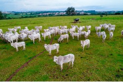 Área Agropecuária