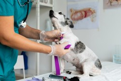 Gestão de Clínica Veterinária