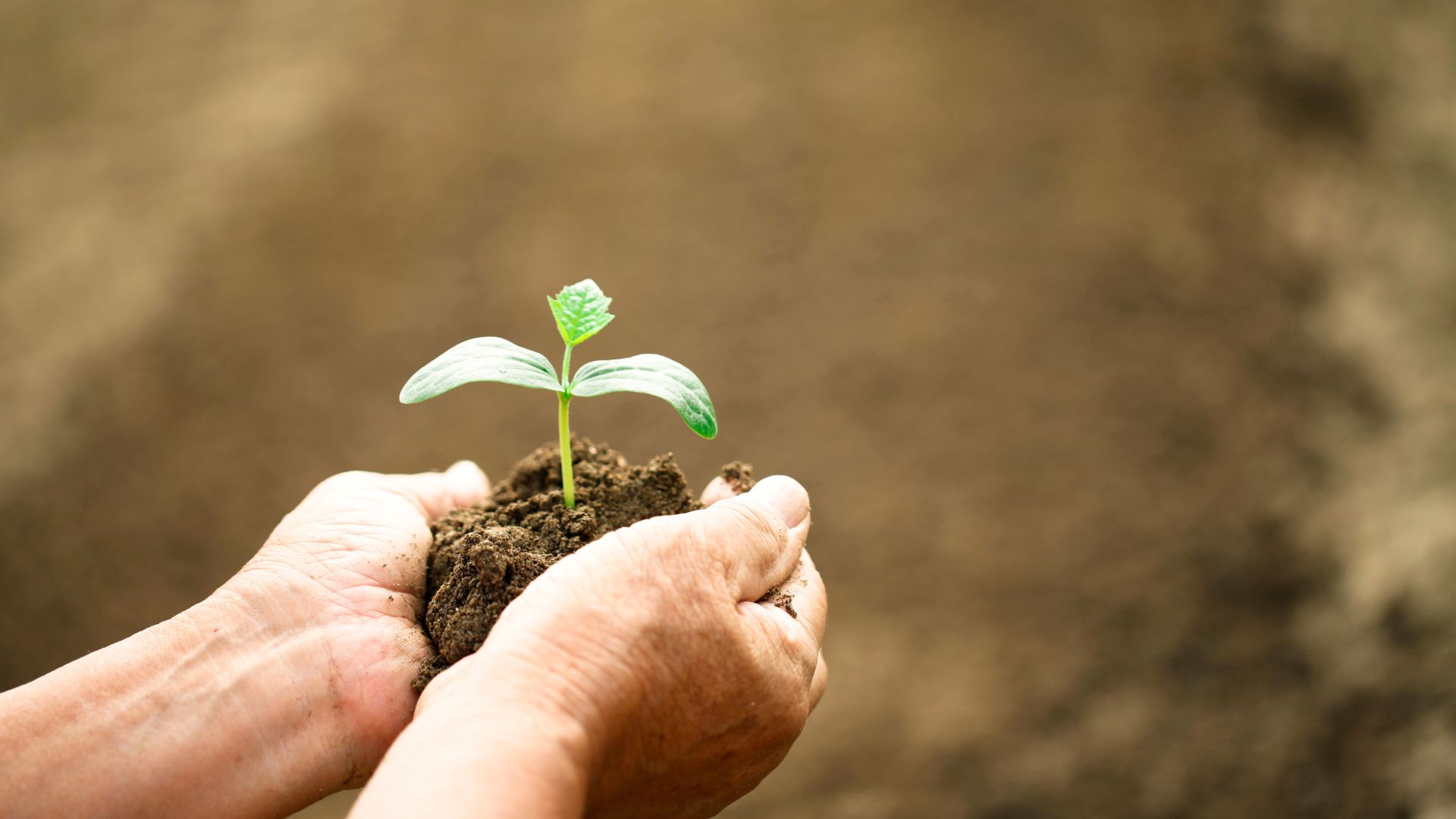 O agronegócio no Brasil: Onde Chegamos e o que Esperar em 2023